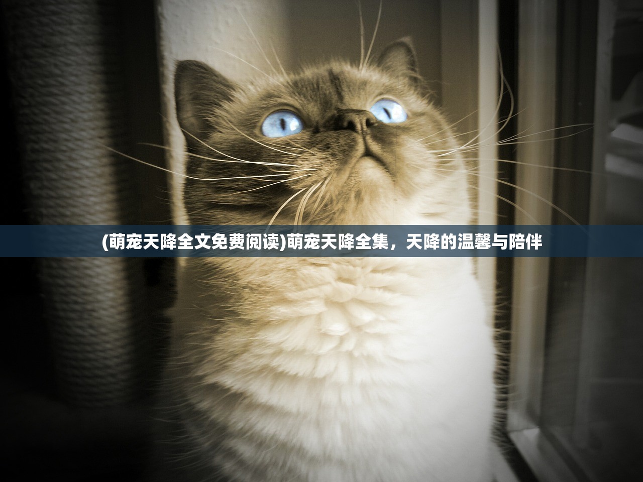 (传奇游戏加速器永久免费版)传奇来了加速器，游戏提速的利器与探索