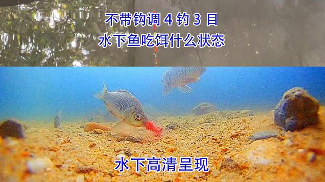 肉鸽鱼吃鱼免广告版中文版安卓下载-肉鸽鱼吃鱼免广告版手游正版下载v.9.50